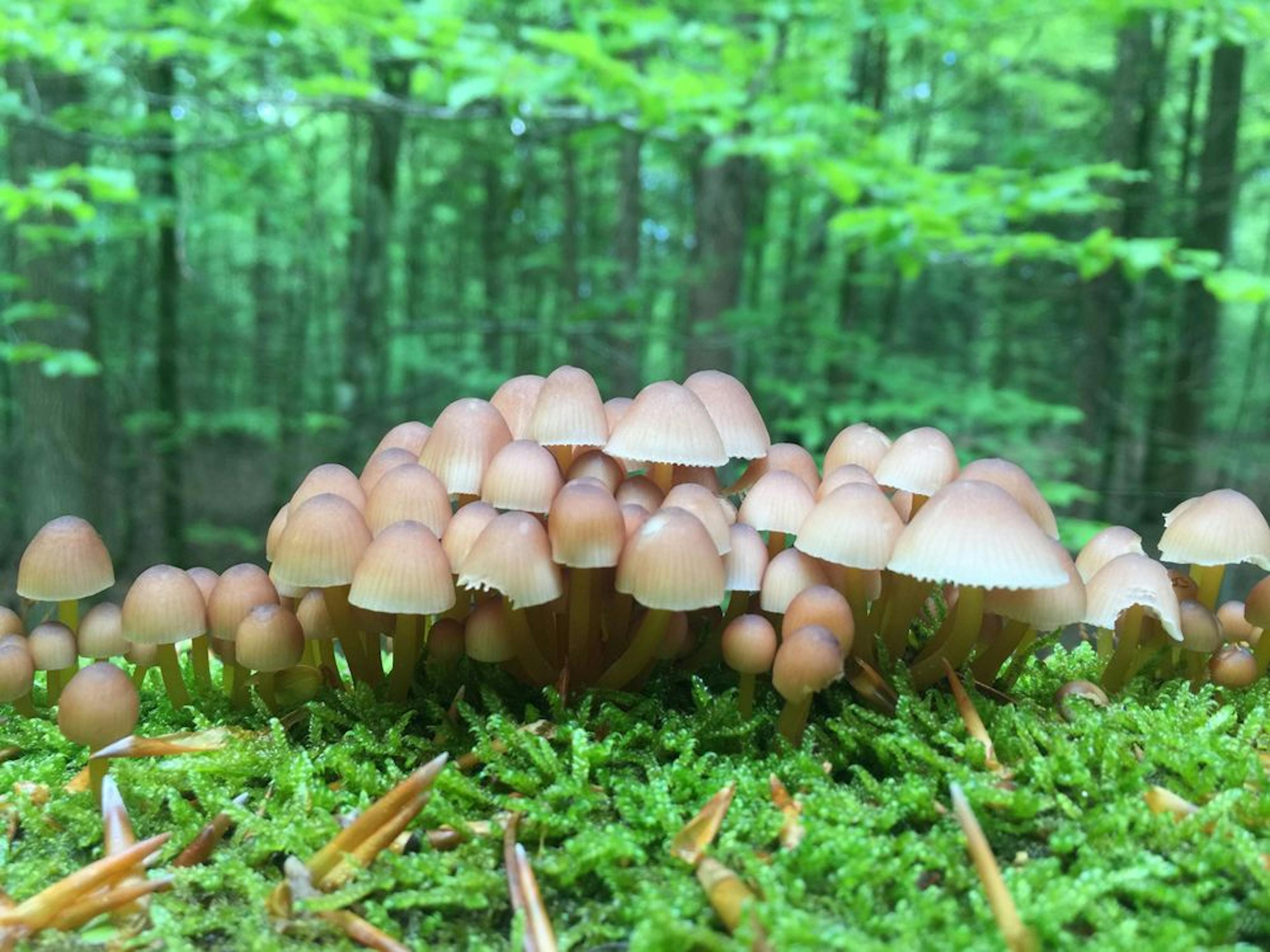 Wanderung Sihlwald Pilze Moos