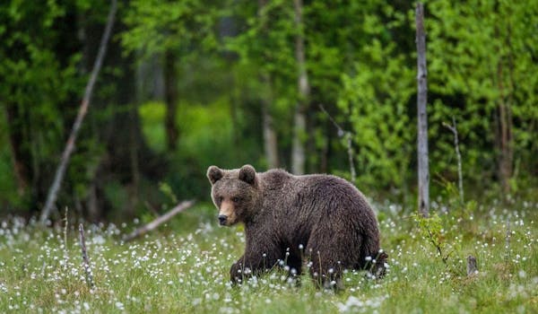 Wanderung Bär