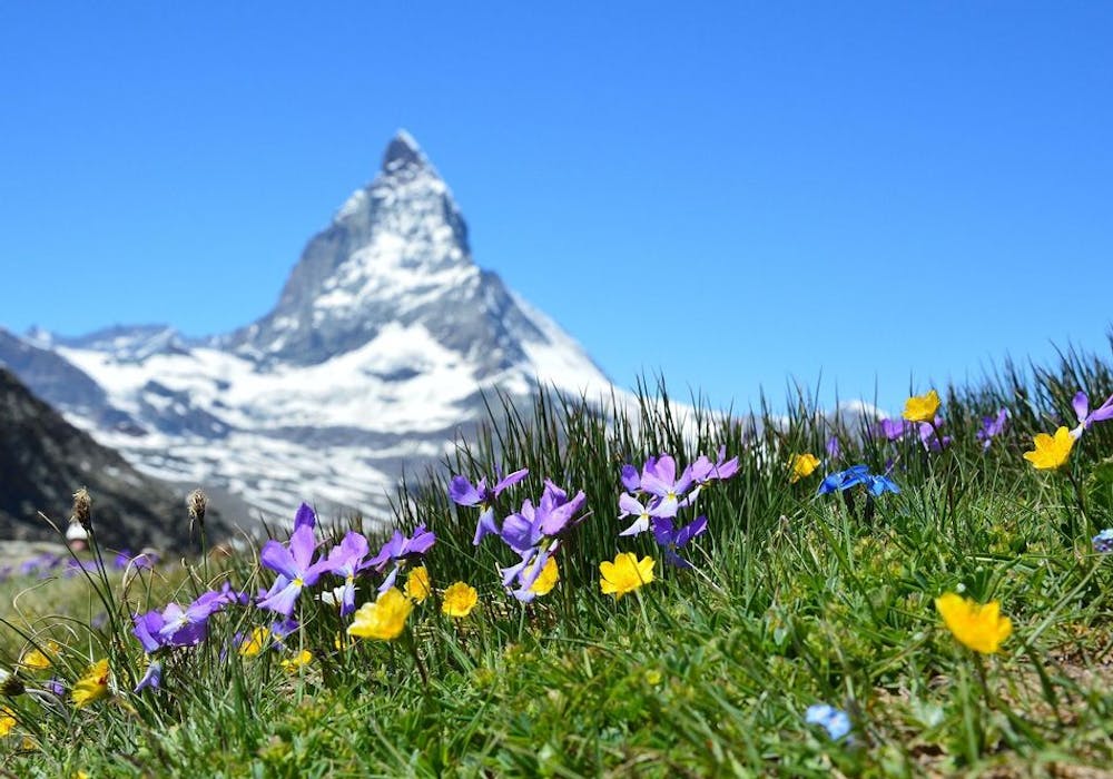 Matterhorn und Blumen Wallis