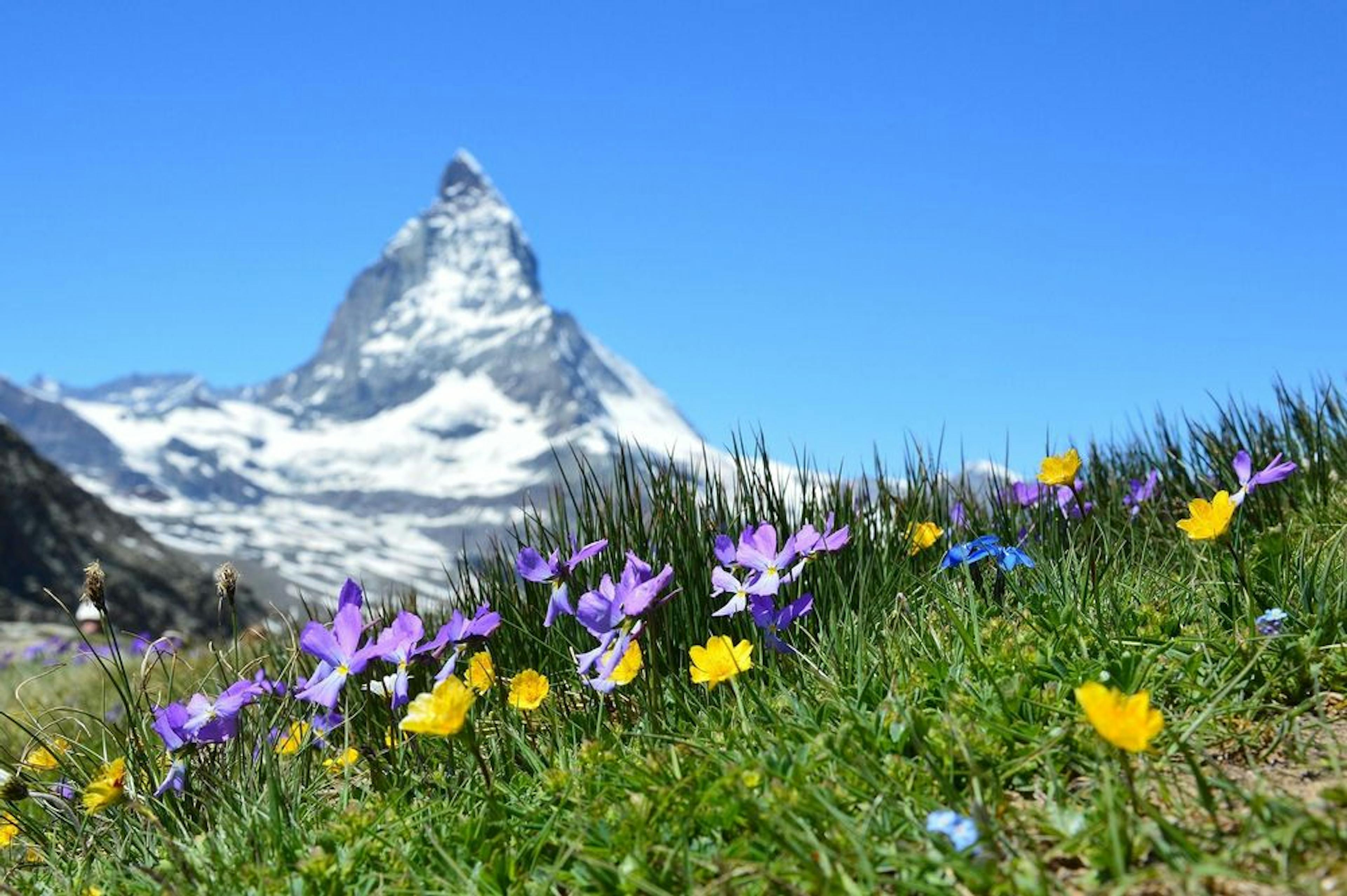 Matterhorn und Blumen Wallis