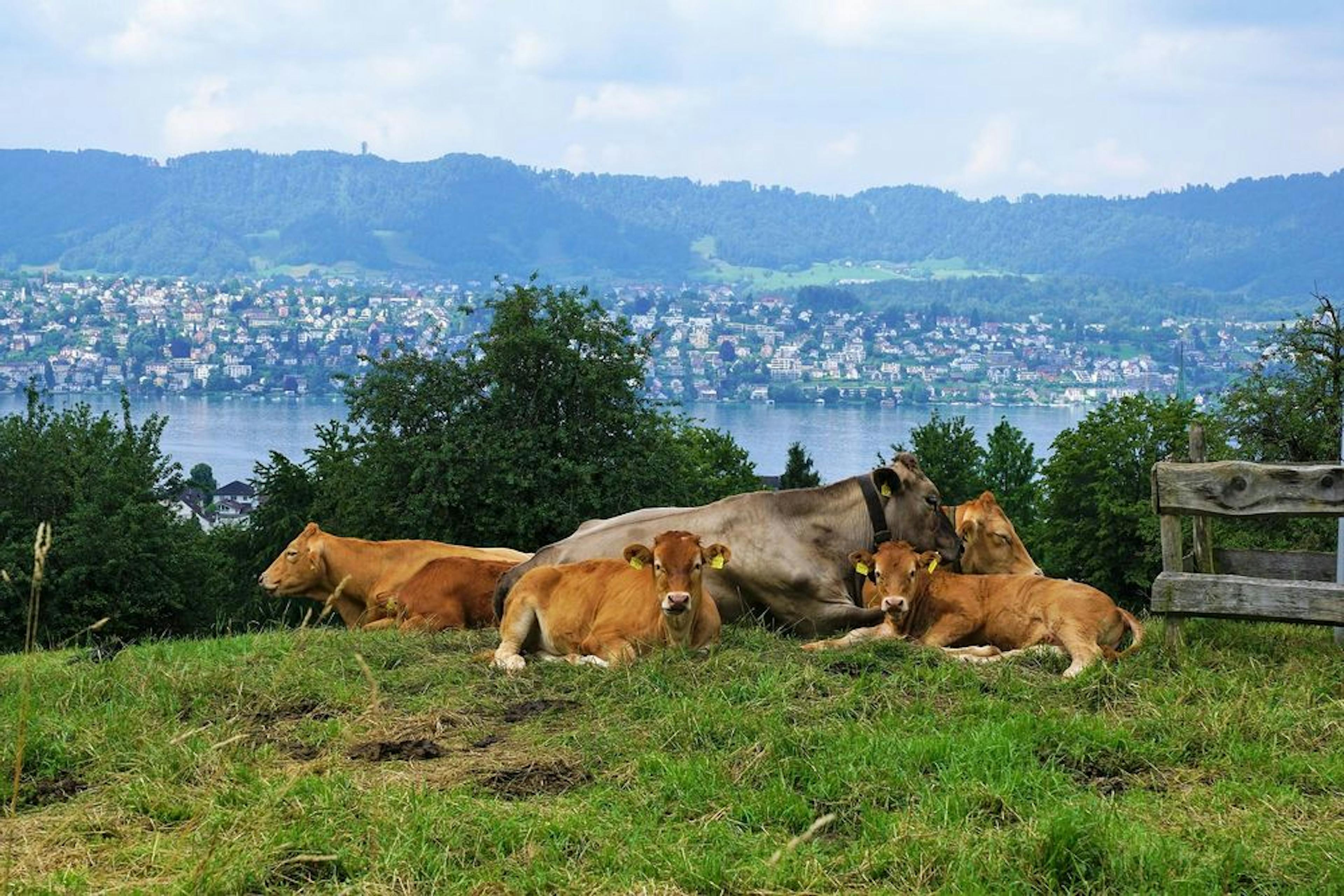 Aussicht Zürcher See und Goldküste Zürich