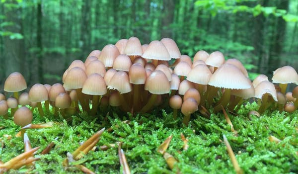 Weisheit des Waldes Pilze