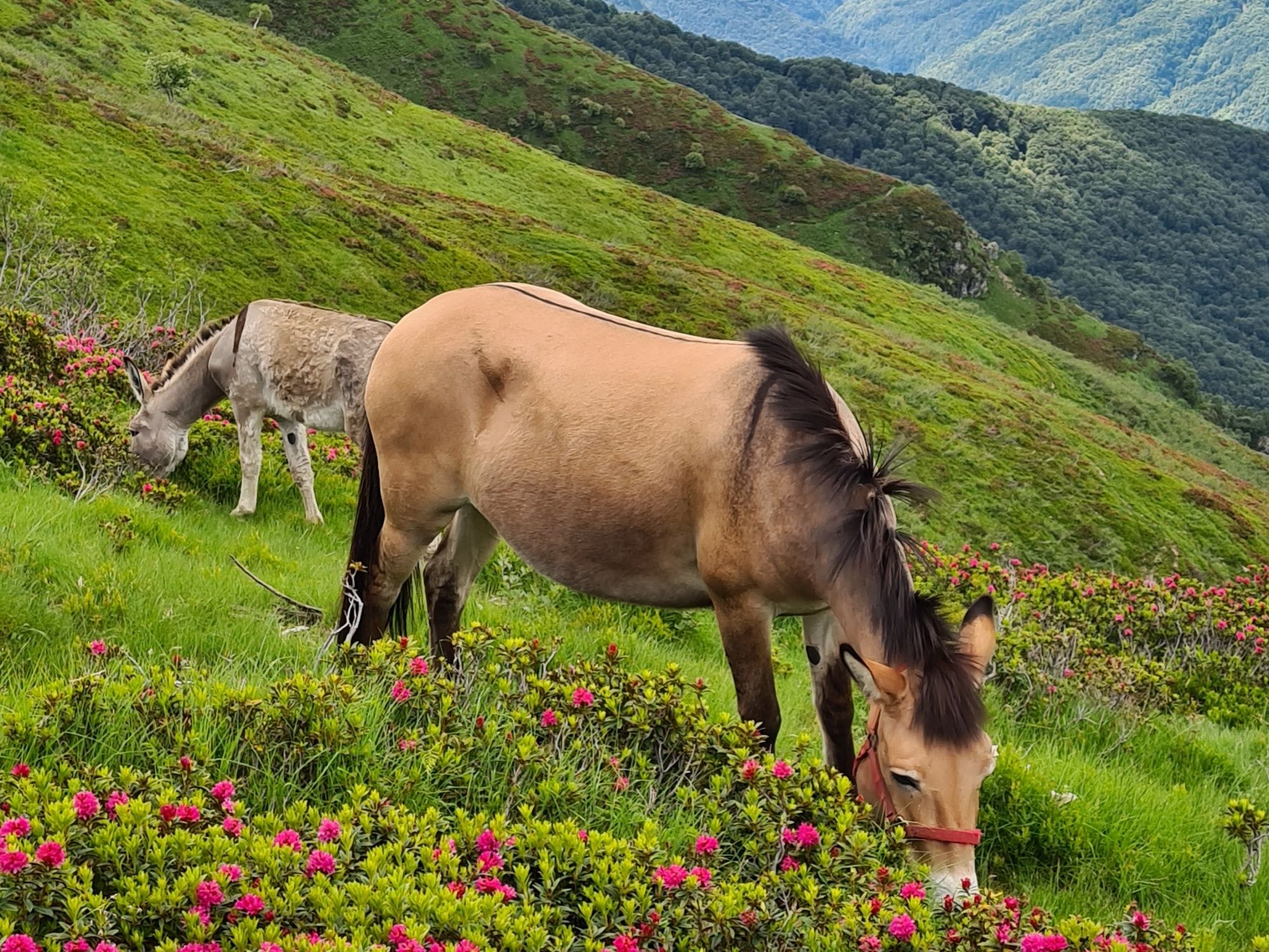 Seilbahn Monte Lema mit Pferden in der Natur, ideal für Familienausflüge im Sommer