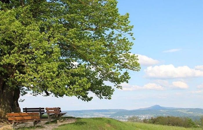 Linner Linde Jurapark Aargau