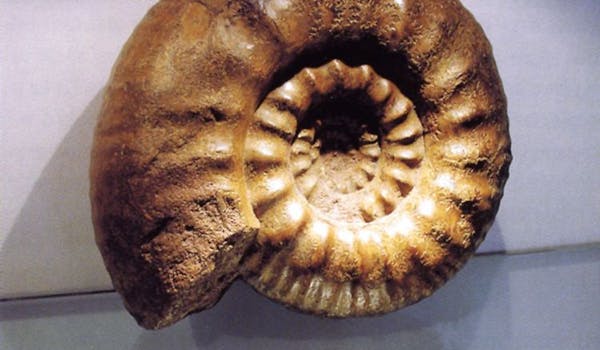 Wanderung Steine Ammonit