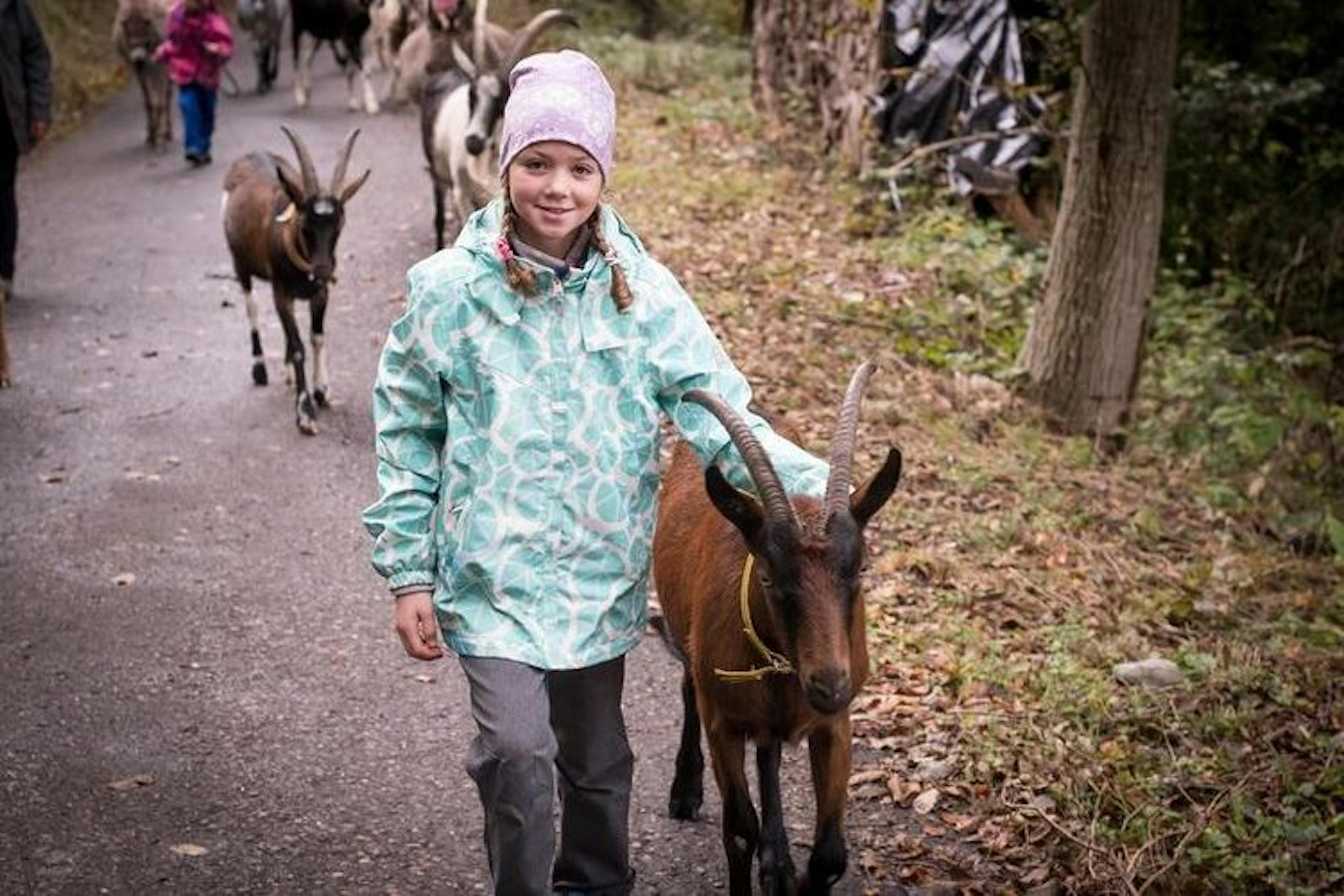 Goat hike child goat