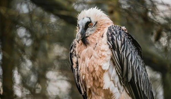 Bearded vulture tour Heidiland