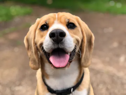 Hund: freundlicher Beagle mit lächelndem Gesicht im Grünen, ideal für Tierliebhaber und Hundefreunde.