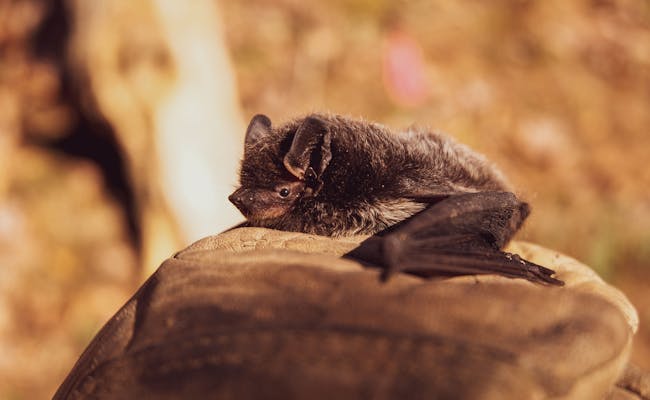 Bat (Photo: Pexels)