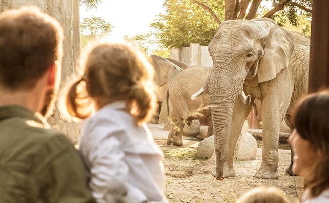 Besuch im Zoo Basel mit Elefanten und Familie