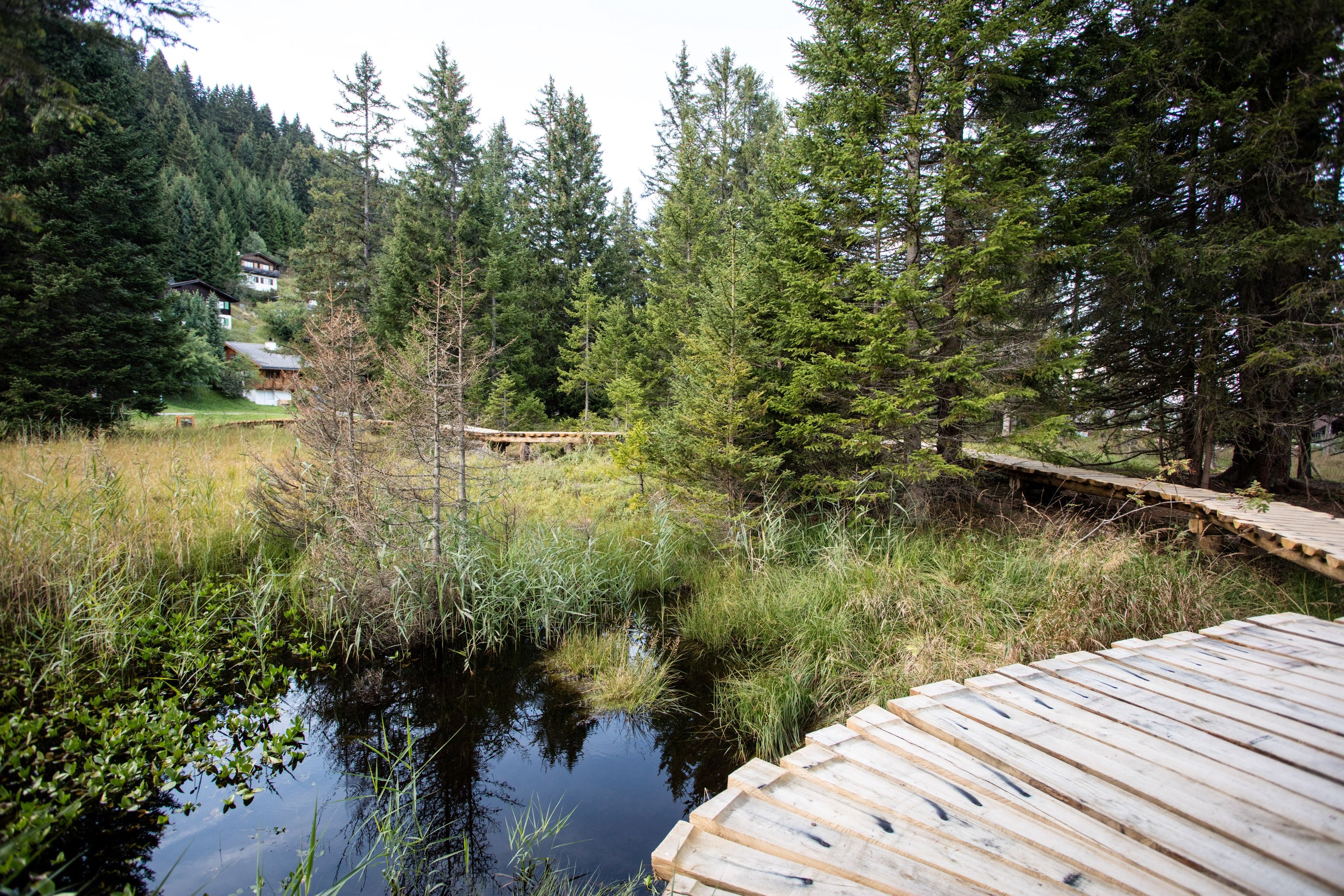 Μοναδικό μονοπάτι με ξύλινες διαδρομές, περιτριγυρισμένο από δέντρα και υδάτινες επιφάνειες.