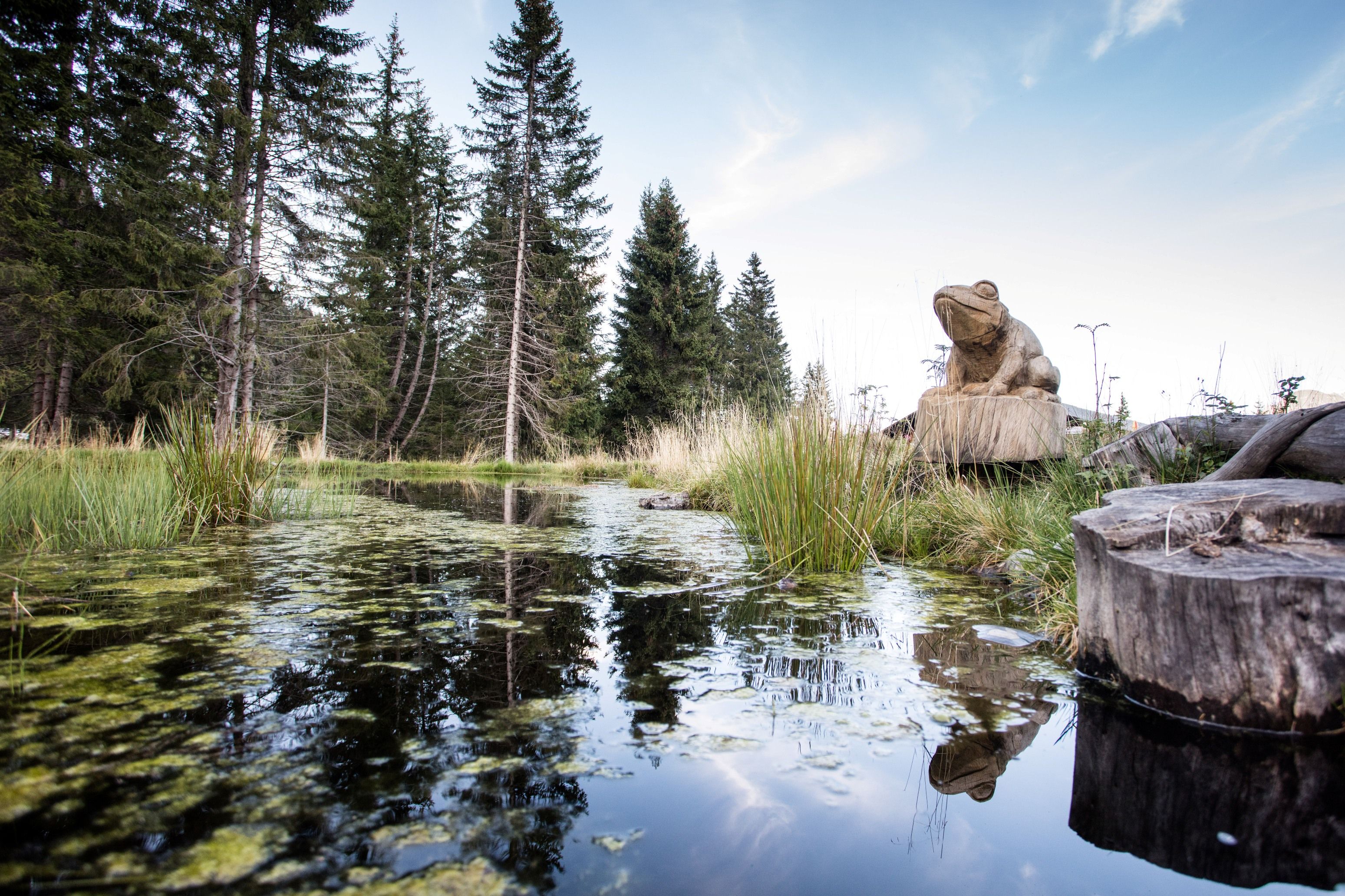 Μορέ Διαδρομή με ξύλινο γλυπτό βάτραχου στο δάσος