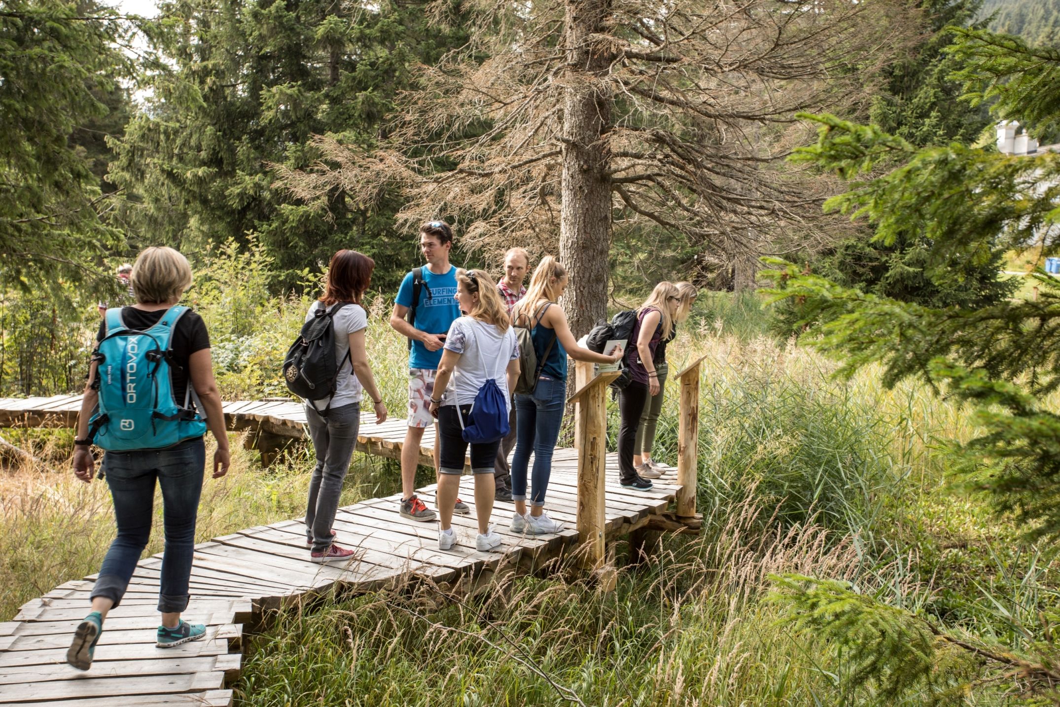 Λαβύρινθος σε Μπράμπρουσς, περιπάτου σε ξύλινη γέφυρα, πράσινες περιοχές