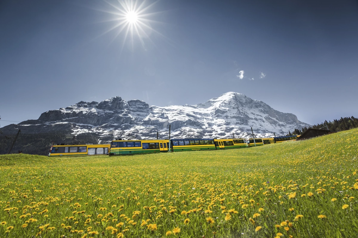 Wengernalpbahn: Viaggio in treno attraverso prati verdi con vista sull'Eiger a Grindelwald in estate.
